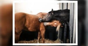 Zwei Hengste pflegen sich gegenseitig. Die Sozialboxen am Schweizer Nationalgestüt machen das möglich.