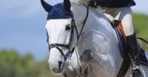 Bundeschampionate: Spring- und Vielseitigkeitspferde und -ponys