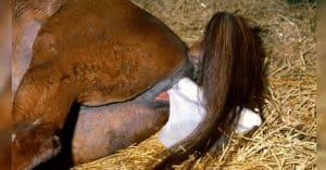 Eine Stute bringt ihr Fohlen in Seitenlage zur Welt.