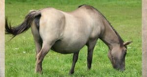 Weidehaltung bietet auch hochträchtigen Stuten eine optimale Ernährungsgrundlage.