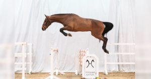 Der Kannan/Cloney-Sohn Kancloon knackte als erstes Pferd in der Online-Versteigerung bereits am Dienstag die Marke von 50.000 Euro. Foto: Ernst/Hannoveraner Verband