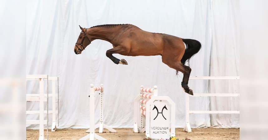 Der Kannan/Cloney-Sohn Kancloon knackte als erstes Pferd in der Online-Versteigerung bereits am Dienstag die Marke von 50.000 Euro. Foto: Ernst/Hannoveraner Verband