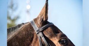 liukovmaksym/adobe.stock.com