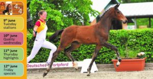 Heute ab 20 Uhr beginnt die Fohlen-Auktion des DSP. © DSP