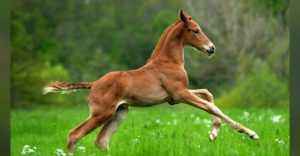 Ein Fohlen springt über die Weide. Foto: Robert Kraft/adobe.stock.com