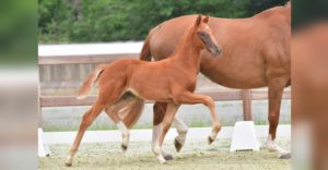 Preisspitze Elitär v. Viva Gold - De Niro - Sion. © gr. Feldhaus