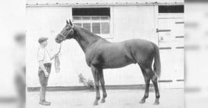 Dark Ronald XX war ein Stempelhengst, der die deutsche Warmblutzucht nachhaltig prägte. Ⓒ Zentralmagazin Naturwissenschaftlicher Sammlungen der Martin-Luther-Universität Halle-Wittenberg.