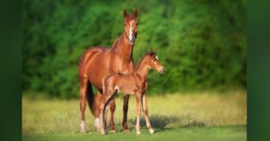 Fohlen und Stute sollten am besten ganztägig auf der Weide sein. © kwadrat70 (adobe.stock.com)