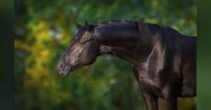 Der Zuchtwert verrät dem Züchter viel über den Hengst.