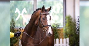 Der Grey Top/Stolzenberg-Sohn war mit 64.000 Euro der bestbezahlte Springhengst. Foto: Hannoveraner Verband