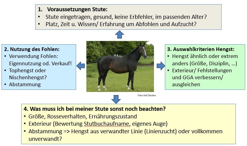 Abbildung 4 zeigt, was vor dem Einsatz der Stute in der Zucht und für die Hengstauswahl zu beachten ist.