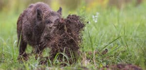Wildschwein