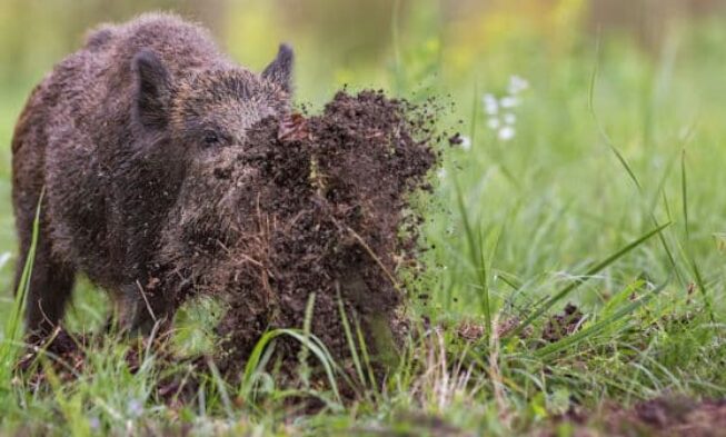 Schutz vor Wildschweinen und Wölfen<img class= img
