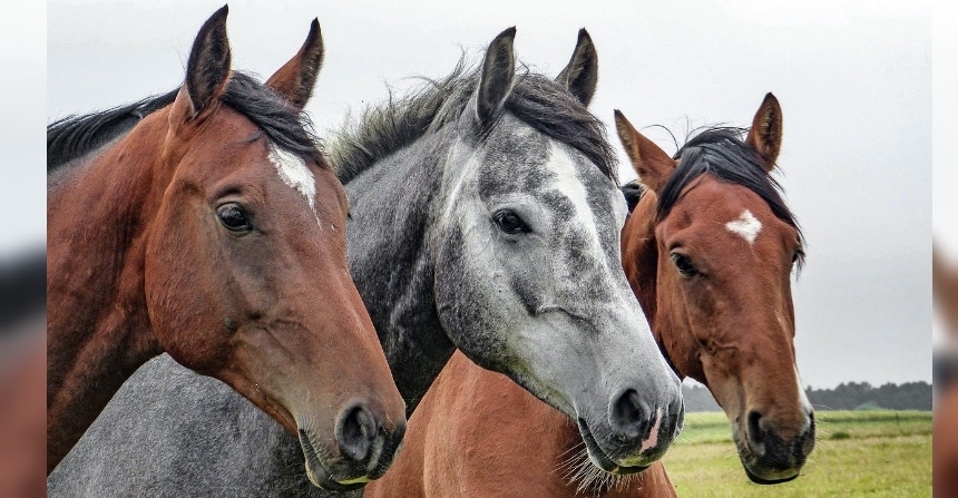 Wie CBD, chinesische Kräuter, Globuli und Akupunktur Pferden mit gesundheitlichen Problemen helfen können, lesen Sie hier.